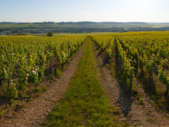Chablis et Chablis Premier Cru Chablis et Chablis Premier Cru
